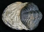 Partially Enrolled Barrandeops (Phacops) Trilobite #11252-2
